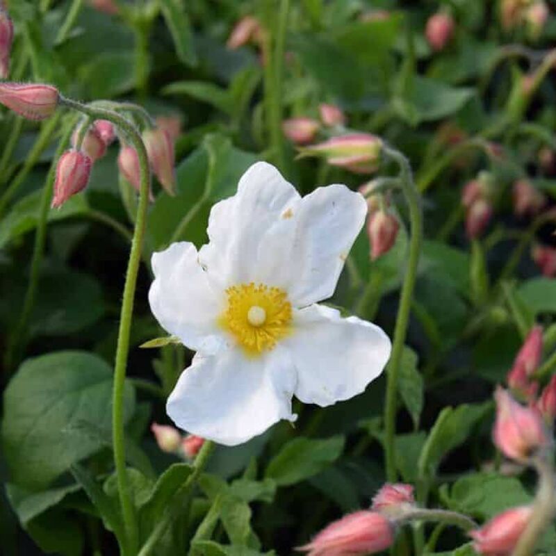 Cistus × hybridus 30-40 cm